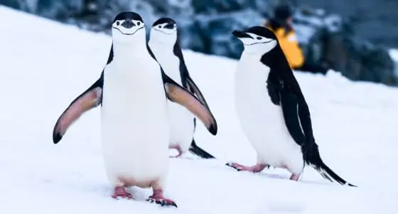 Пингвины на снегу.